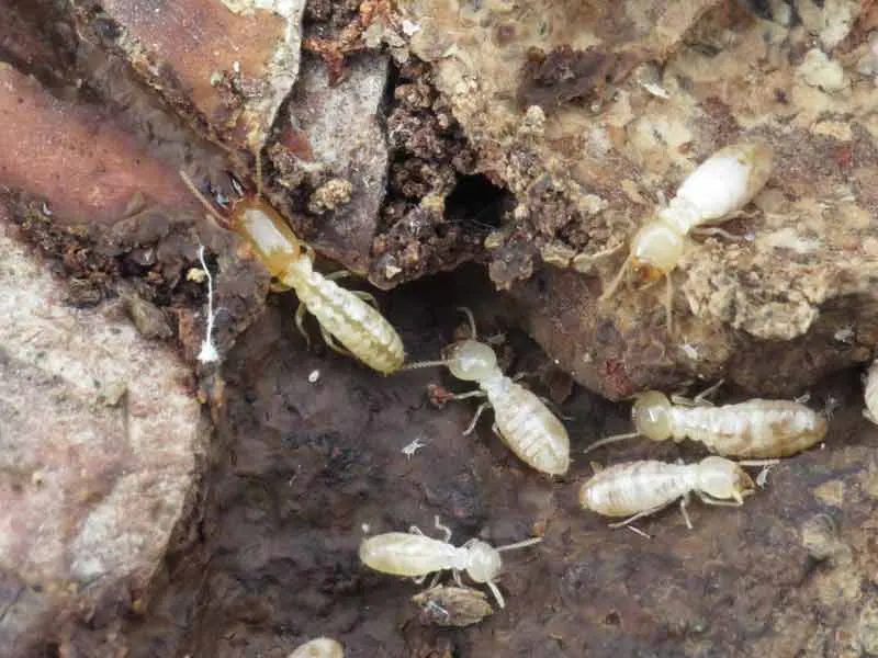 Les termites sur le département de l'AUDE à NNarbonne, Carcassone, Castelnaudary, Lézignan-Corbières, Limoux, Coursan, Trèbes, Port-la-Nouvelle, Sigean, Cuxac-d'Aude, Gruissan, Leucate, Quillan, Bram, Fleury, Villemoustaussou, Salles-d'Aude, Pennautier...