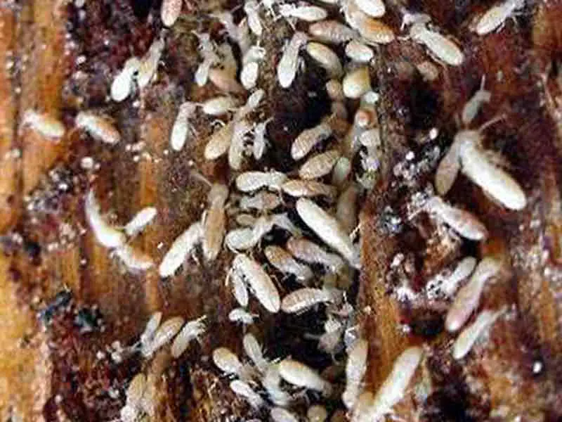 traitement termites charpentes
