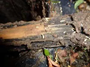Traitement des bois contre les termites ISSALY sur le département de l'AUDE