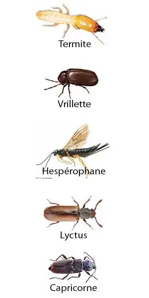 https://www.issaly-isolation.com/wa_res/images/normal/traitement-insectes-xylophages-termites-capricornes-vrillette-traitement-aude-castelnaudary.webp?t=938d2c21_4543_42eb_a483_4acb319b0d7d